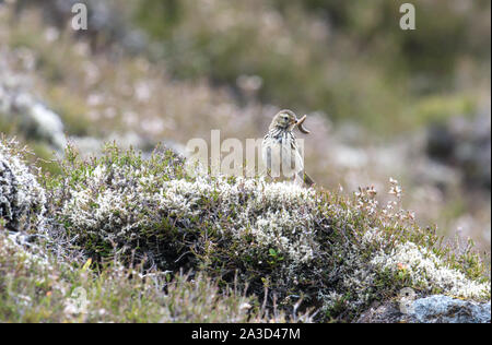 Meadow Pipit, Strathdearn, Cairngorm National Park, Scozia Foto Stock