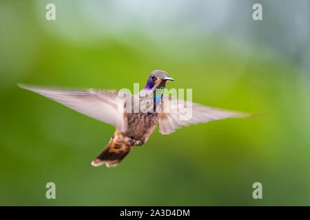 Marrone viola-orecchio - Colibri delphinae, bella brown ronzio uccello con violetta orecchie da pendici andine del Sud America, Wild Sumaco, Ecuador. Foto Stock