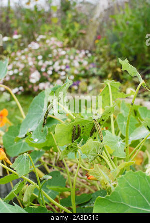 Molti cavolo bianco di alimentazione i bruchi sul fogliame di un nasturtium in un giardino fiorito Foto Stock