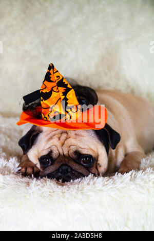 Funny pug giace su un letto in una strega del cappello. Halloween Foto Stock