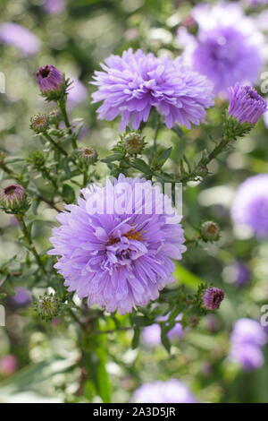 Aster visualizzazione Blu lilla double fiorisce in tarda estate - Settembre. Regno Unito Foto Stock