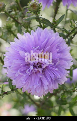 Aster visualizzazione Blu lilla double fiorisce in tarda estate - Settembre. Regno Unito Foto Stock