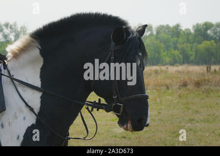 Ritratto di un cavallo nero in una briglia e rifilando mane Foto Stock