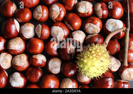 Lay piatto di castagne con una verde guscio di castagno sulla parte inferiore destra giacente su di essi Foto Stock