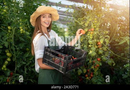 Ritratto di sorridente ragazza abitante la raccolta di pomodori in una serra Foto Stock