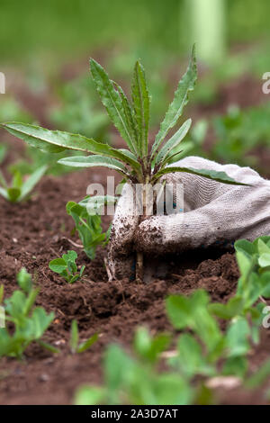 La mano guantata ripulendo dalle erbacce nel giardino vegetale Foto Stock