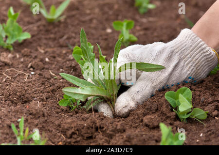 La mano guantata ripulendo dalle erbacce nel giardino vegetale Foto Stock