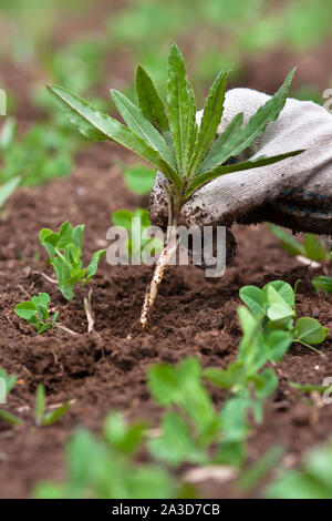 La mano guantata ripulendo dalle erbacce nel giardino vegetale Foto Stock