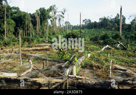 Cambogia, regione del Mekong, Stung Treng, registrazione di foresta pluviale, cancellata e foresta bruciato Foto Stock