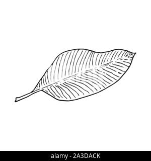 Albero di Banana Leaf. Line art doodle sketch. Contorno nero su sfondo bianco. Immagine può essere utilizzato in biglietti di auguri, poster, volantini, banner, logo, disegno botanico ecc. Illustrazione Vettoriale. EPS10 Illustrazione Vettoriale