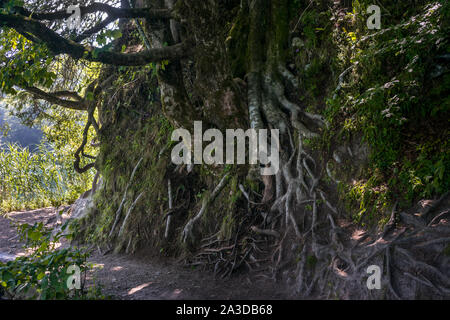 Albero con radici al di sopra del terreno nel Parco Nazionale dei Laghi di Plitvice, Croazia Foto Stock