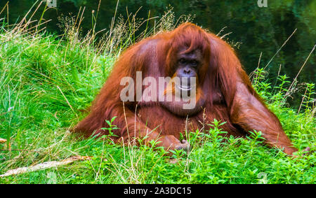 Ritratto di un bornean orangutan seduto in erba, specie gravemente minacciate specie animale dal Borneo Foto Stock