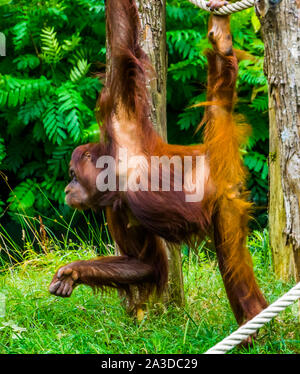 Primo piano di una bornean orangutan appesi ad un palo di legno, bella tropical primate, specie gravemente minacciate specie animale dal Borneo Foto Stock