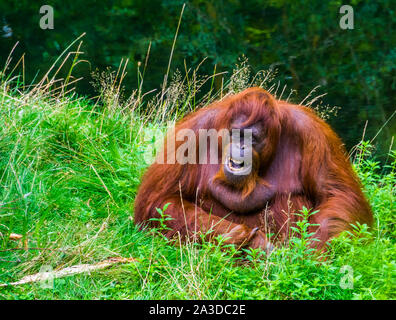 Bornean orangutan rendendo il suono e che mostra i suoi denti, specie gravemente minacciate specie animale dal Borneo Foto Stock