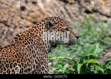 Iavan leopard (Panthera pardus melas) nella parte anteriore della parete di roccia nel canyon nella foresta pluviale tropicale, nativo di isola indonesiana di Giava Foto Stock