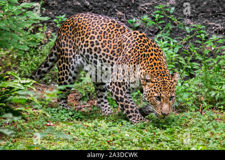 Iavan leopard (Panthera pardus melas) stalking preda nella foresta pluviale tropicale, nativo di isola indonesiana di Giava Foto Stock