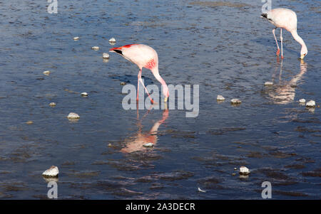 Due fenicotteri rosa di mangiare in una montagna alta laguna, Bolivia Foto Stock