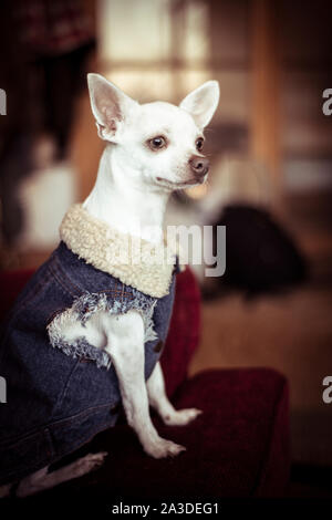 Piccolo Cane bianco con lana camicia denim su guarda fuori della finestra sul lettino Foto Stock