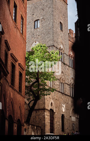 Da sotto gli alberi con foglie di colore verde che cresce su strada tra vecchi edifici in pietra in toscana italia in ore diurne Foto Stock