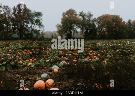 Zucca patch su un buio e cupo, nebbiose giornate d'autunno Foto Stock