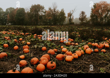 Zucca patch su un buio e cupo, nebbiose giornate d'autunno Foto Stock