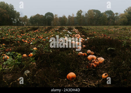 Zucca patch su un buio e cupo, nebbiose giornate d'autunno Foto Stock