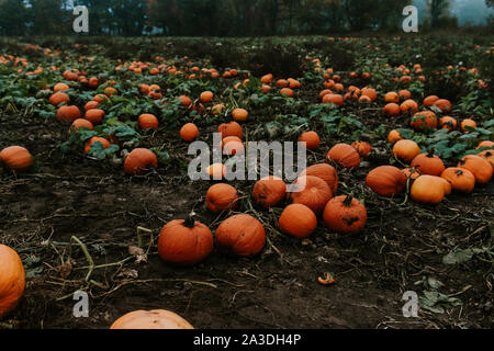 Zucca patch su un buio e cupo, nebbiose giornate d'autunno Foto Stock