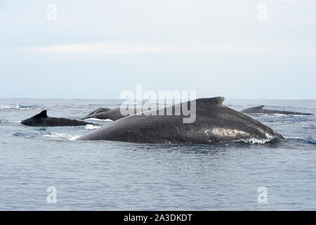 Humpback Whale, Megaptera novaeangliae, gruppo di balene, Regno di Tonga, Oceano Pacifico del Sud Foto Stock