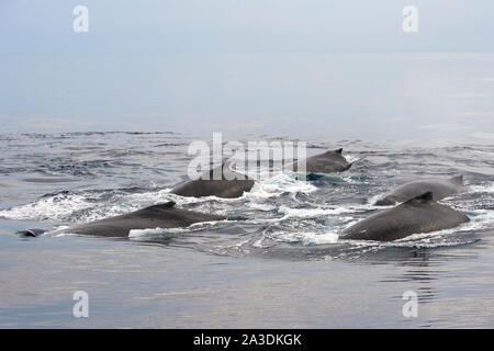 Humpback Whale, Megaptera novaeangliae, gruppo di balene in un ciclo di riscaldamento, Regno di Tonga, Oceano Pacifico del Sud Foto Stock