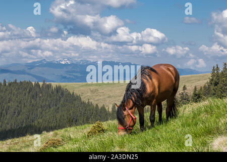 Marrone a cavallo al pascolo su di una collina, in rumeno dei Carpazi Foto Stock