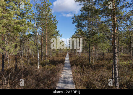 Palude di legno sentiero, camminando attraverso il nel tardo autunno del giorno Foto Stock
