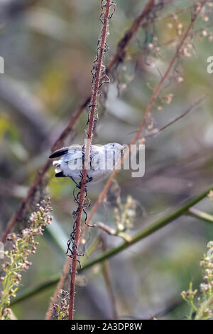 Piccolo Blu Grigio Gnatcatcher uccello appollaiato su un ramo sottile e preparazione per passare al successivo albero con un becco aperto. Foto Stock