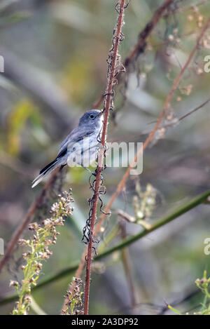 Piccolo Blu Grigio Gnatcatcher bird arroccato su un sottile peduncolo mentre mangia i semi mentre rovistando nella mattina. Foto Stock