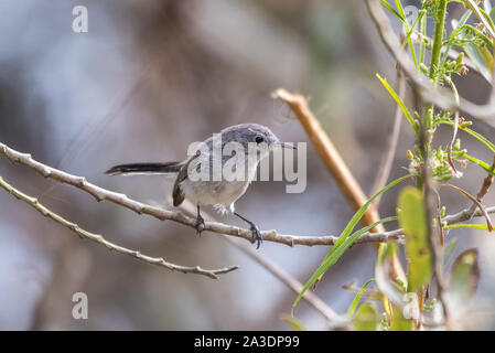 Piccolo Blu Grigio Gnatcatcher uccello appollaiato su un ramo sottile e preparazione per passare al successivo albero a destra. Foto Stock