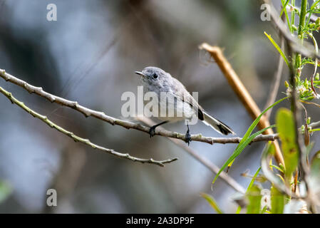 Piccolo Blu Grigio Gnatcatcher uccello appollaiato su un ramo sottile e preparazione per passare al successivo albero a foraggio. Foto Stock