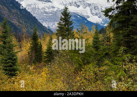 I colori autunnali contro il Selkirk Mountains visto dal rocky mountaineer treno turistico in British Columbia Canada Foto Stock