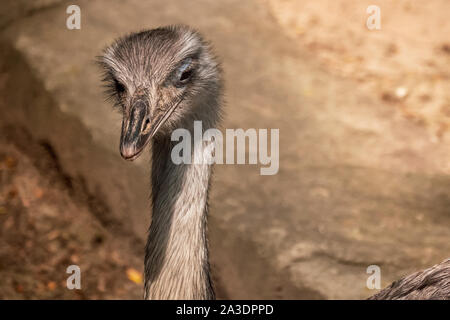 Primo piano del profilo laterale della testa di Ostrich Foto Stock