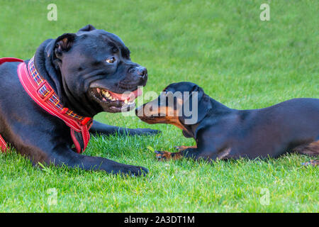 Due diverse razze di cani, una Staffordshire Bull Terrier cane e una miniatura Bassotto cucciolo sdraiati sull'erba dopo la riproduzione. Il piccolo cane è alla ricerca Foto Stock