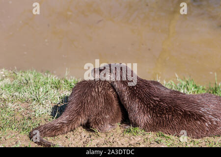 Lontra europea, Lutra lutra, rilassante vicino a un fiume. British Centro faunistico, Lingfield, Surrey, England, Regno Unito Foto Stock