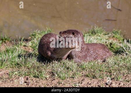 Lontra europea, Lutra lutra, rilassante vicino a un fiume. British Centro faunistico, Lingfield, Surrey, England, Regno Unito Foto Stock