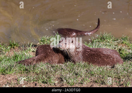 Lontra europea, Lutra lutra, rilassante vicino a un fiume. British Centro faunistico, Lingfield, Surrey, England, Regno Unito Foto Stock