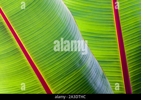 Foglia di banano, foglie dello sfondo. Foto Stock