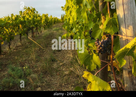 Splendida grande cluster di ripe Sangiovese uva sulla vite in Chianti,Toscana. Foto Stock