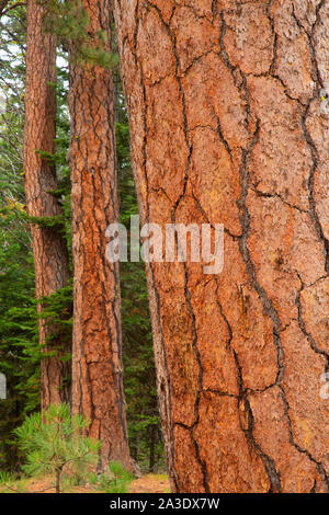 Ponderosa pine (Pinus ponderosa) tronchi lungo il sentiero Metolius-Windigo, Deschutes National Forest, Oregon Foto Stock