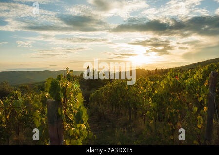 Vigneto vicino a Volpaia città nella regione del Chianti in provincia di Siena. Paesaggio toscano. Italia Foto Stock