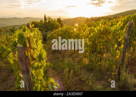 Vigneto vicino a Volpaia città nella regione del Chianti in provincia di Siena. Paesaggio toscano. Italia Foto Stock