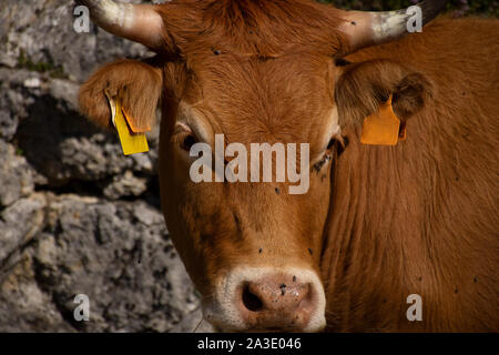 Ox pascolare nei campi Foto Stock