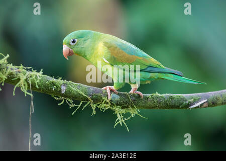 Arancio-chinned parrocchetto Foto Stock