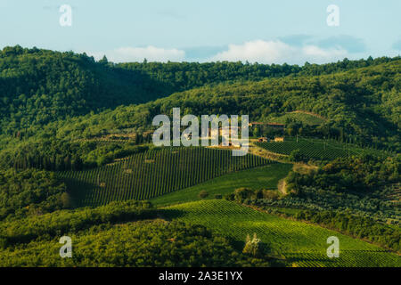 Vigneto vicino a Volpaia città nella regione del Chianti in provincia di Siena. Paesaggio toscano. Italia Foto Stock