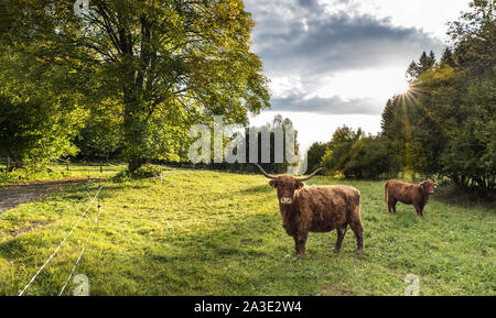 Due Highland Vacche Bovini sul pascolo verde vista. Bos taurus primigenius o. Animali addomesticati in scenic paesaggio naturale.Tree, cielo blu, il sole. Foto Stock